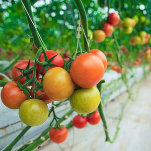 tomato shade cloth.jpg